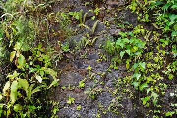 Dense greenery thriving on a rugged surface, showcasing nature's resilience.