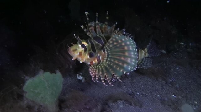 A lion fish on a night dive