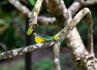 Colorful lizard perched on tree branch, highlighting nature's unique wildlife traits