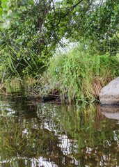 lake and green nature in Sweden
