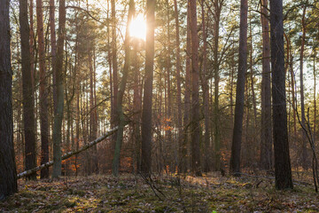 Obraz premium Frühling im Wald mit Gegenlicht