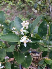 The flowers of the Citrus maxima fruit tree are white with yellow pistils. They thrive in small pots