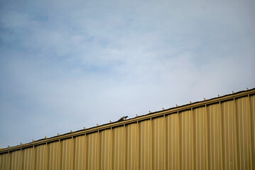 Bird Perched on Industrial Roof Edge