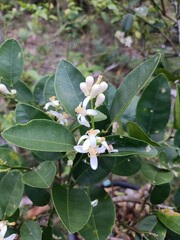 The flowers of the Citrus maxima fruit tree are white with yellow pistils. They thrive in small pots