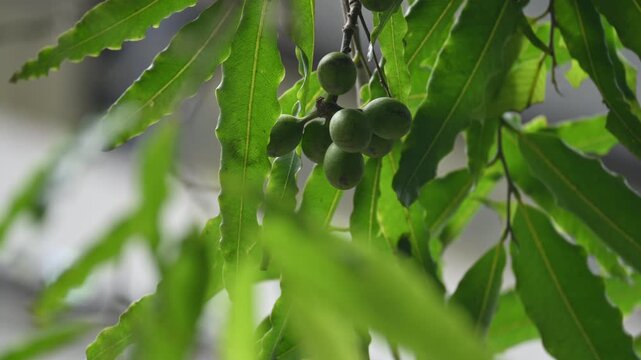Polyalthia longifolia fruits in the tree. Its tree other names Ashoka, glodokan, glodogan tiang, False Ashok Tree. 
The bark of this trees is used in making many Ayurvedic medicines.