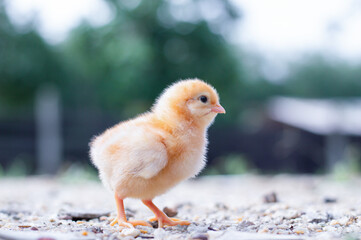A chicken baby in the garden