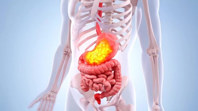 Stomach Inflammation and Digestive System Anatomy Visualization