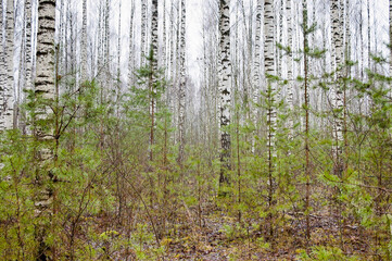 Forest background, in the photo white birch trunks, young green spruce and gray sky