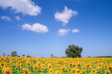 View of the sunflower field with blue sky background