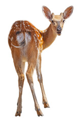 Spotted Fawn Standing Isolated on White