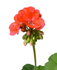 Geranium flower isolated on white background. 