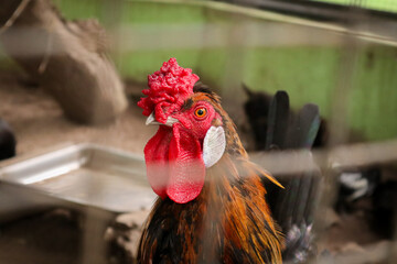 Chicken flocks inside a zoo cage
