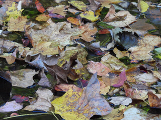 Variety of deciduous tree leaves, floating on calm water. French Creek State Park, Berks and Chester Counties, Elverson, Pennsylvania.  