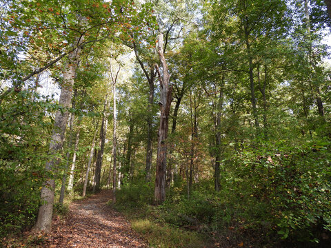 Visitors can enjoy the beautiful autumn scenery, while hiking the Hopewell Lake Loop Trail. French Creek State Park, Berks and Chester Counties, Elverson, Pennsylvania.