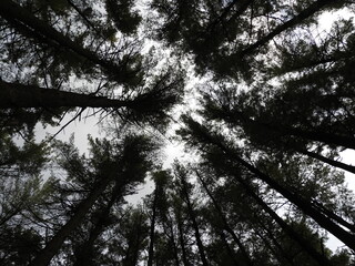 A sihouette of eastern white pine, towering, canopy of coniferous trees. Conifer forest, Scotts Run Lake Wilderness, French Creek State Park, Berks and Chester Counties, Elverson, Pennsylvania.