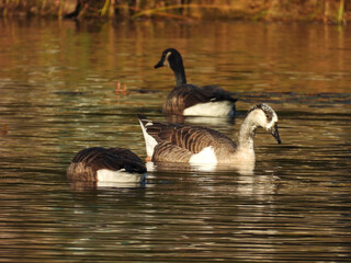 Canadian geese swimming with a Canada Goose hybrid. Hopewell Lake, French Creek State Park, Berks and Chester Counties, Elverson, Pennsylvania. 