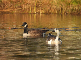 Canadian geese swimming with a Canada Goose hybrid. Hopewell Lake, French Creek State Park, Berks and Chester Counties, Elverson, Pennsylvania. 