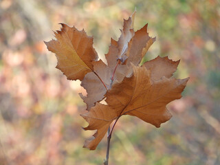 Autumn foliage, American sycamore leaves, woodland, deciduous tree forest. French Creek state Park, Berks and Chester Counties, Elverson, Pennsylvania. Natural background. 