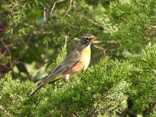 American robin, perched in a eastern red cedar, juniper plant. French Creek State Park, Berks and Chester Counties, Elverson, Pennsylvania. 