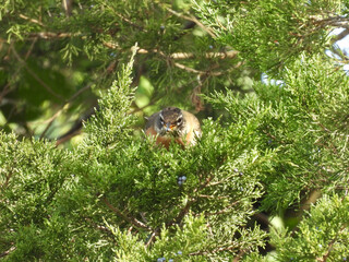 A hungry, American Robin, perched in an eastern red cedar, juniper plant, feeding on blue, berry like cones. French Creek State Park, Berks and Chester Counties, Elverson, Pennsylvania. 