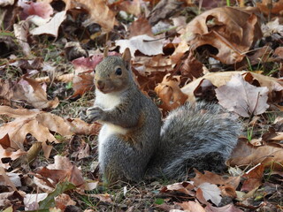 Obraz premium Eastern gray squirrel, living within the woodland forest of French Creek State Park, Berks and Chester Counties, Elverson, Pennsylvania.