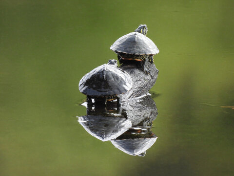 A pair of yellow-bellied sliders, turtles, basking in the warmth of the sun. Hopewell Lake, French Creek State Park, Berks and Chester counties, Elverson, Pennsylvania.  