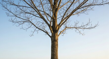 Fototapeta premium Leafless tree against blue sky in winter