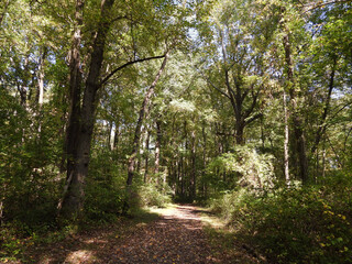 Visitors can enjoy the beautiful autumn scenery, while hiking the Hopewell Lake Loop Trail. French Creek State Park, Berks and Chester Counties, Elverson, Pennsylvania.