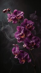Naklejka premium Deep purple orchids in smoky, dark background