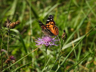 American lady butterfly, sipping nectar, from the bloomed purple wildflower, of a brown knapweed plant. French Creek State Park, Berks and Chester Counties, Elverson, Pennsylvania.