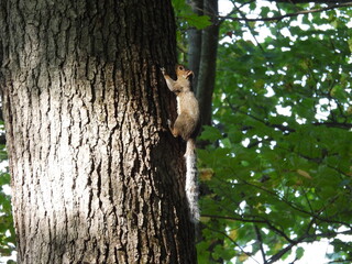 Eastern gray squirrel clinging to the bark of a tree trunk, within a woodland forest. French Creek State Park, Berks and Chester Counties, Elverson, Pennsylvania.