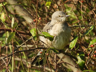 A northern mockingbird, perched on a branch within a multiflora rose shrub. Woodland forest, French Creek State Park, Berks and Chester counties, Elverson, Pennsylvania.