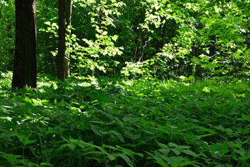 Obraz premium Lush Green Forest Scene with Sunlight Filtering Through Trees