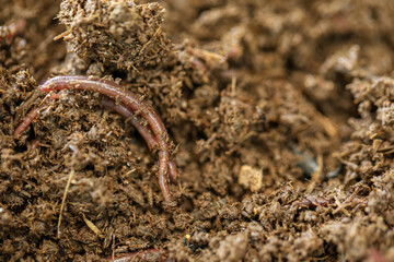 Healthy Soil Ecosystem: Close-up of Earthworms in Rich Compost