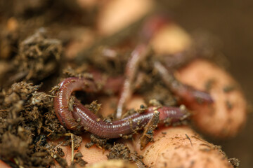 Healthy Soil Ecosystem: Close-up of Earthworms in Rich Compost