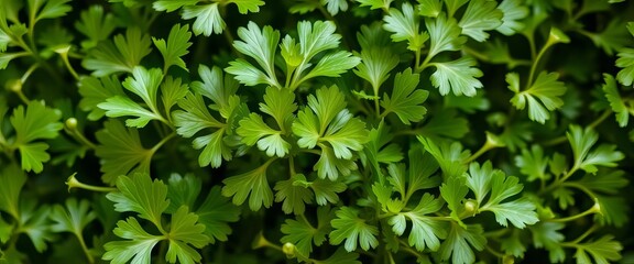 Obraz premium Vibrant green coriander leaves, freshly harvested, lush and fragrant, ingredient, texture