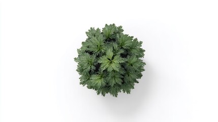 Overhead View of a Symmetrical Leafy Plant on White Background with Subtle Shadowing, Isolated and Clean