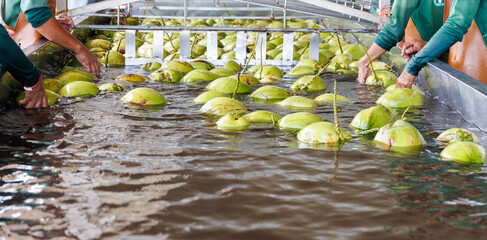 Workers Sorting and Washing Fresh Green Coconuts in a Factory Basin