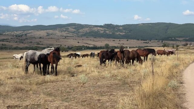 A large herd of horses, including mares and foals, grazes peacefully in a vast, dry golden field under a clear sky. Rolling hills and forested mountains form the scenic backdrop.