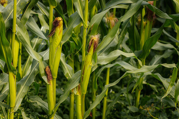 Close-up view of green corn plants with developing ears and silk, growing tall in a lush, dense cornfield.
