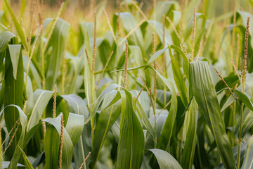 Close-up view of green corn plants with developing ears and silk, growing tall in a lush, dense cornfield.