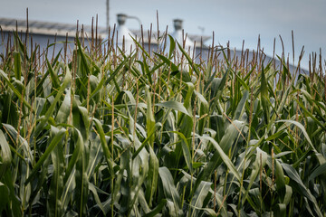 Obraz premium Close-up view of tall green corn plants with tassels, with blurred farm silos and a building in the background.