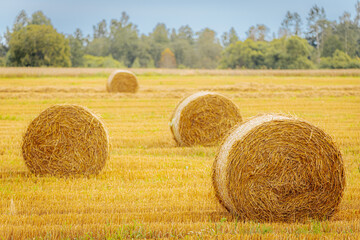 Golden hay bales scattered across a harvested field with a forest in the background, symbolizing rural farming and autumn harvest.