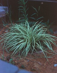 Carex maculata Boott