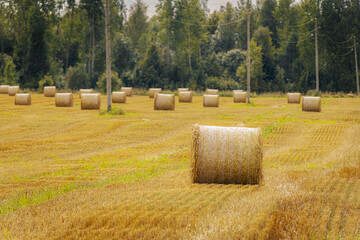 Golden hay bales scattered across a harvested field with a forest in the background, symbolizing rural farming and autumn harvest.