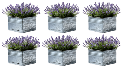 Vibrant lavender plants in rustic galvanized planters bring natural beauty and calming fragrance to any space isolated on white background