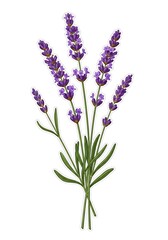 Naklejka premium Lavender flowers bunch illustration