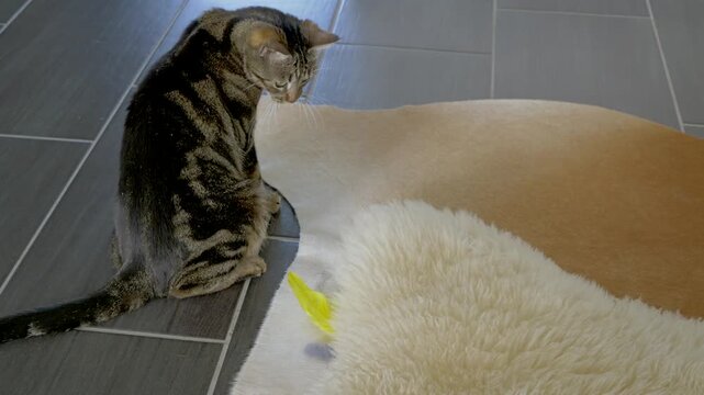 Tabby cat sitting on a tiled floor beside a soft animal hide rug under natural light