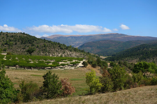 Montagne d'Ang&egrave;le dans la Dr&ocirc;me des collines. Point culminant des Baronnies Proven&ccedil;ales. Dr&ocirc;me - Pr&eacute;alpes du Sud. 