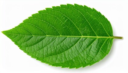 Obraz premium Close-up macro detail of a single vibrant green leaf showcasing its intricate vein structure and serrated edges, isolated on a pure white background
